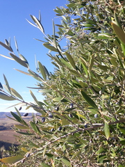 Olea europaea europaea
