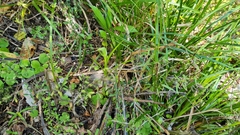 Pterostylis irwinii