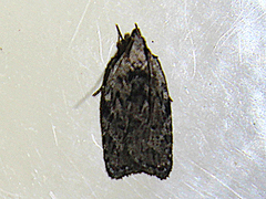 Phaeosaces compsotypa