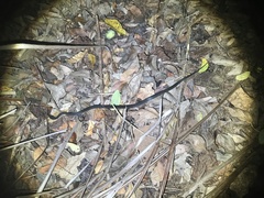 Crotaphopeltis hotamboeia