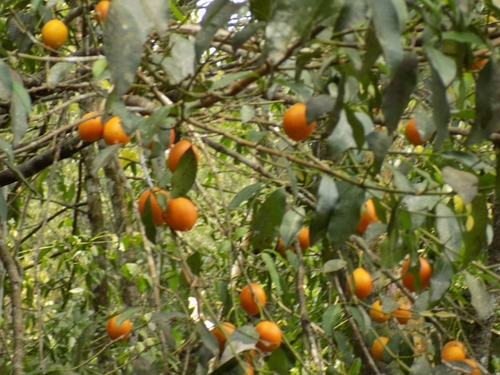 Garcinia brasiliensis, photograph 6