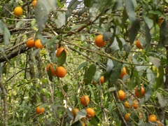 Garcinia brasiliensis, photograph author not stated, no rights reserved