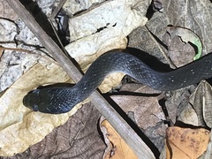 Crotaphopeltis hotamboeia