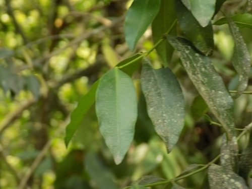 Image of Garcinia brasiliensis by no rights reserved