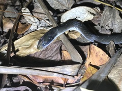 Crotaphopeltis hotamboeia