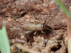 Gryllinae