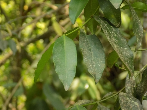 Image of Garcinia brasiliensis by no rights reserved