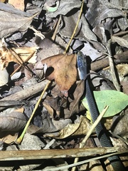 Crotaphopeltis hotamboeia
