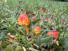 Hygrocybe mucronella