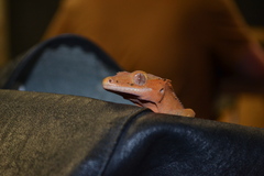 Correlophus ciliatus
