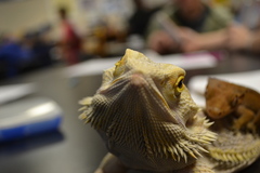 Pogona