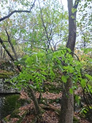 Styphnolobium affine