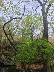 Styphnolobium affine