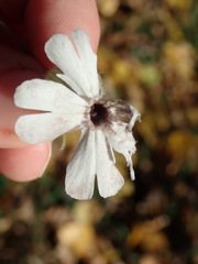 Microbotryum lychnidis-dioicae