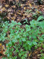 Forestiera pubescens