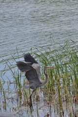 Ardea herodias