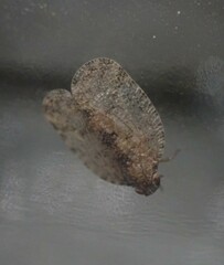Ricaniidae