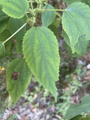 Boehmeria cylindrica