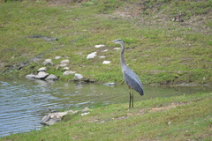 Ardea herodias