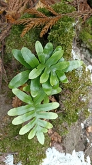 Polypodium macaronesicum azoricum