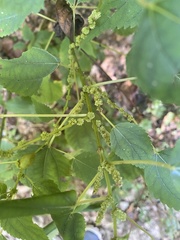 Boehmeria cylindrica