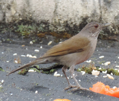 Turdus leucomelas