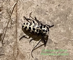 Plectrodera scalator