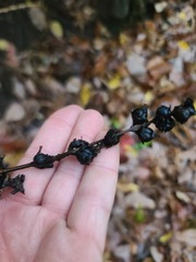 Dasistoma macrophylla