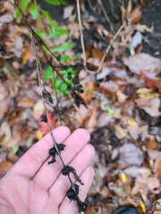 Dasistoma macrophylla