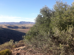 Olea europaea europaea