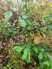 Sideroxylon lanuginosum