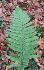 Dryopteris affinis borreri