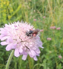 Andrena hattorfiana