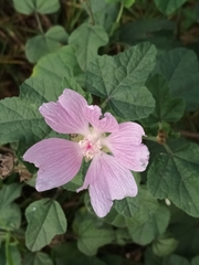 Malva thuringiaca