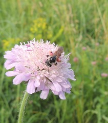 Andrena hattorfiana
