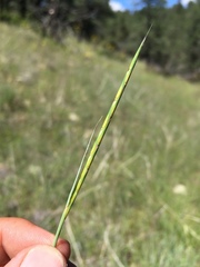 Schizachyrium cirratum
