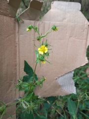 Sigesbeckia jorullensis