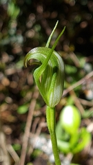 Pterostylis foliata