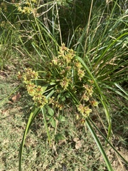 Cyperus entrerianus