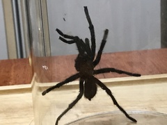 Aphonopelma anax