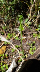 Pterostylis foliata