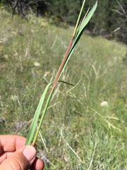 Schizachyrium cirratum