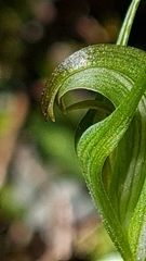 Pterostylis foliata