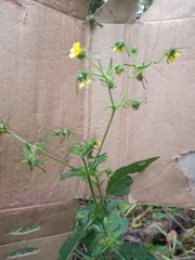 Sigesbeckia jorullensis