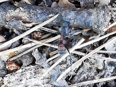 Camponotus cruentatus