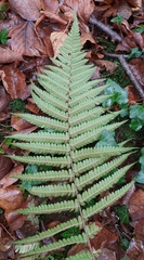 Dryopteris affinis borreri