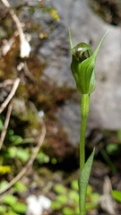 Pterostylis foliata