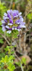 Psoralea fruticans