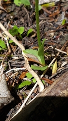 Pterostylis foliata