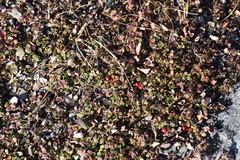 Ericaceae